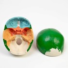 Анатомическая модель «Макет черепа человека», цветной, 20×15×18 см - Фото 6