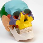 Анатомическая модель «Макет черепа человека», цветной, 20×15×18 см - Фото 7