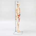 Макет "Скелет человека" 85см - фото 8520399