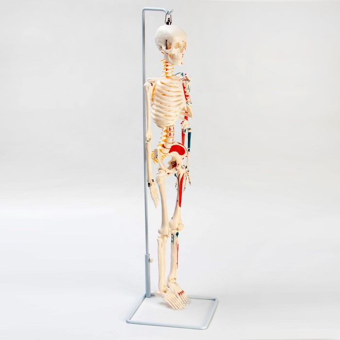 Макет "Скелет человека" 85см - фото 1909049960