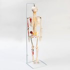 Макет "Скелет человека" 85см - Фото 3
