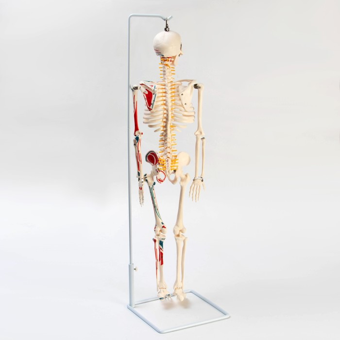 Макет "Скелет человека" 85см - фото 1909049961