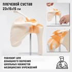 Макет «Плечевой сустав» 23×15×15 см - Фото 1