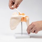 Макет «Плечевой сустав» 23×15×15 см - Фото 2