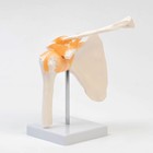 Макет «Плечевой сустав» 23×15×15 см - Фото 3