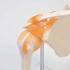 Макет «Плечевой сустав» 23×15×15 см - Фото 4