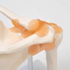 Макет «Плечевой сустав» 23×15×15 см - Фото 5