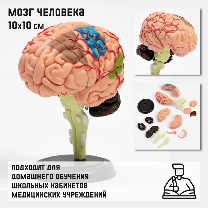 Макет "Мозг человека" разборный, 10*10 см - фото 1909049971