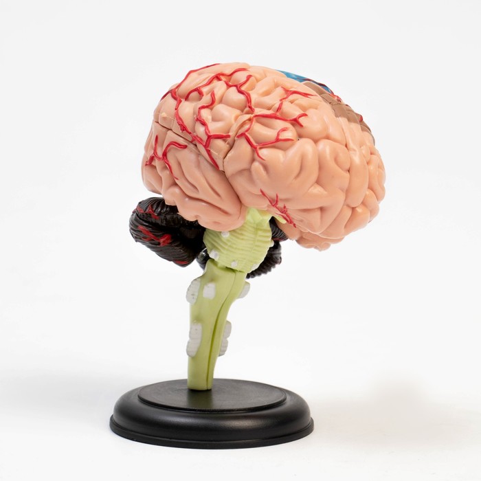 Макет "Мозг человека" разборный, 10*10 см - фото 1909049972