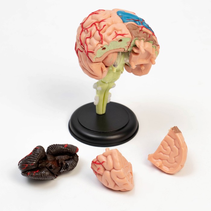 Макет "Мозг человека" разборный, 10*10 см - фото 1909049973