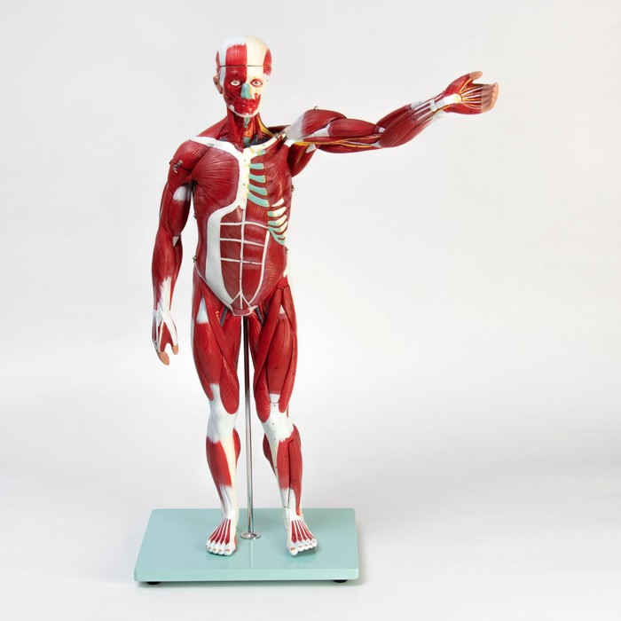 Макет "Тело человека, мышцы, внутренние органы", разборный 78см - фото 1909049980