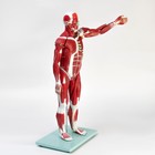 Макет "Тело человека, мышцы, внутренние органы", разборный 78см - фото 8619822
