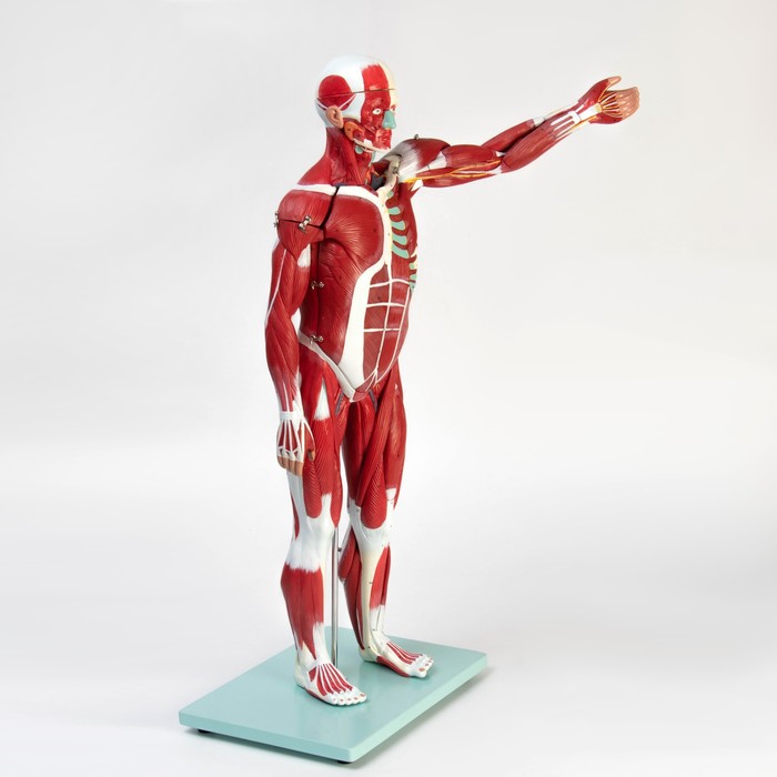 Макет "Тело человека, мышцы, внутренние органы", разборный 78см - фото 1909049981