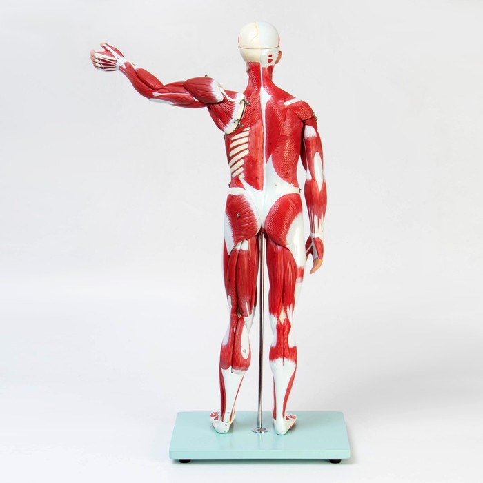 Макет "Тело человека, мышцы, внутренние органы", разборный 78см - фото 1909049982