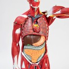 Макет "Тело человека, мышцы, внутренние органы", разборный 78см - Фото 5