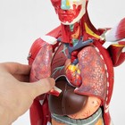 Анатомическая модель «Тело человека, мышцы, внутренние органы», 78 см - Фото 6
