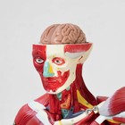 Макет "Тело человека, мышцы, внутренние органы", разборный 78см - Фото 7