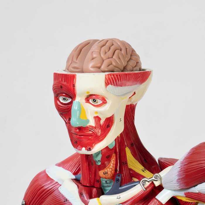 Макет "Тело человека, мышцы, внутренние органы", разборный 78см - фото 1909049985