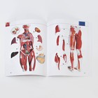 Макет "Тело человека, мышцы, внутренние органы", разборный 78см - Фото 8