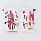 Анатомическая модель «Тело человека, мышцы, внутренние органы», 78 см - Фото 8