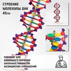Макет "Строение молекулы ДНК", 45см - фото 49743667