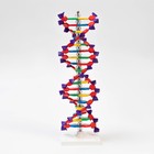 Макет "Строение молекулы ДНК", 45см - Фото 2