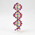 Макет "Строение молекулы ДНК", 45см - Фото 3