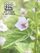 Семена Алтей лекарственный "Целитель", 0,2 г 9359206 - фото 16243036