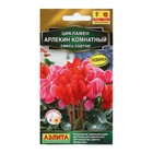 Семена Цветов Цикламен "Арлекин комнатный", смесь сортов, 3 шт - Фото 1