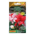 Семена Цветов Цикламен "Комнатные кораллы", смесь сортов, 3 шт - Фото 1