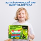 Набор для опытов «Муравьиная ферма» - Фото 5