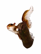 Подвесной декор из полистоуна «Белка на ветке», 27×19×12 см - фото 64551881