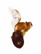 Подвесной декор из полистоуна «Белка на ветке», 27×19×12 см - фото 64551884