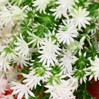 Букет искусственный «Ромашка римская», h=26 см, бело-зелёный (комплект 2 шт) - фото 22896276