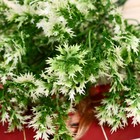 Букет искусственный «Аспарагус галант», 29 см, бело-зелёный (комплект 2 шт) - фото 22896278