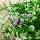 Букет "Толстянка галант" 30 см, микс (комплект 2 шт) - фото 27795729