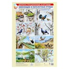 Демонстрационные картины А3 «Зимующие и перелётные птицы» Методический материал - фото 10153047