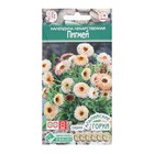 Семена Цветов Календула лекарственная Пигмей, 0,1 г - Фото 1