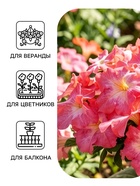 Семена Цветов Петуния крупноцветковая «Долина Розовых Грез F1», 10 драже - Фото 3