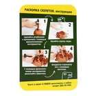 Набор для опытов «Диномир» - фото 21941726