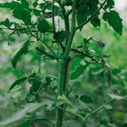 Подвязки для растений, длина 17 см, набор 30 шт., Greengo - Фото 3