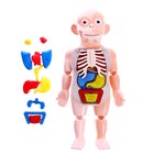 УЦЕНКА Набор для опытов «Научный набор 2В1», модель тела человека и лабораторная посуда 9460788