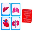 УЦЕНКА Набор для опытов «Научный набор 2В1», модель тела человека и лабораторная посуда 9460788