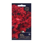 Семена Цветок Петуния "Красный Бархат "F1 1 . 5 шт - Фото 1