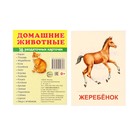 Демонстрационные картинки "Домашние животные" 16 шт, 17 х 22 см - фото 21974847