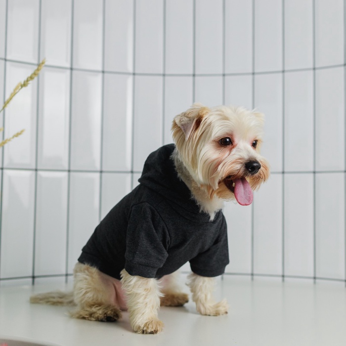 Толстовка однотонная для собак (футер), размер L (ДС 30, ОШ 38-40, ОГ 52-56), серая