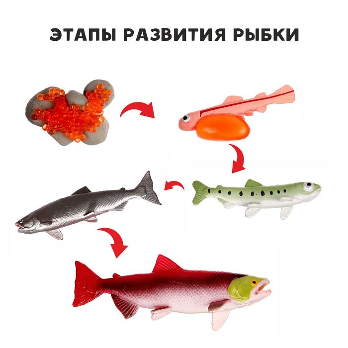Обучающий набор «Этапы развития рыбки» 5 фигурок - Фото 1