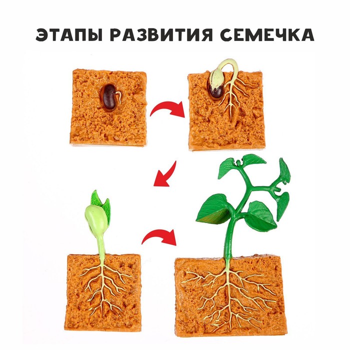 Обучающий набор «Этапы развития семечка» 4 фигурки - Фото 1