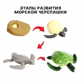 Обучающий набор «Этапы развития морской черепашки» 4 фигурки