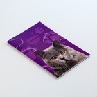 Ветеринарный паспорт международный универсальный для кошек - фото 6795664